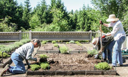 Replanting beds Caroline Felkel