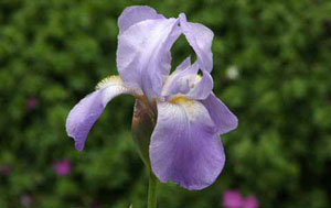 Unidentified blue Iris <em>Carolyn Hollenbeck</em>