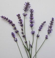 Lavender detail <em>Carolyn Hollenbeck</em>