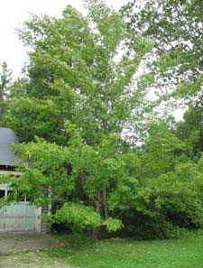 Stewartia Tree at Garland Farm <em>Pressley Associates, Inc.</em>